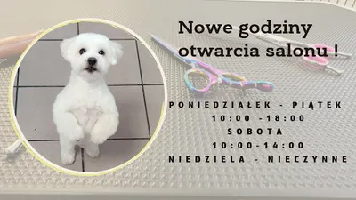 Hola Amigo Strzyżenie i Pielęgnacja Psów Groomer - Zielona góra